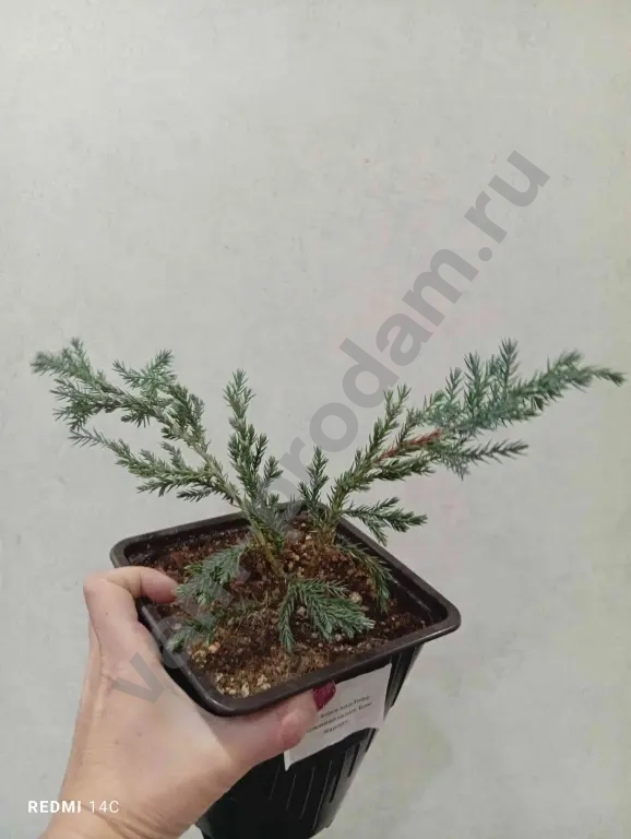 Туя, можжевельник, ель