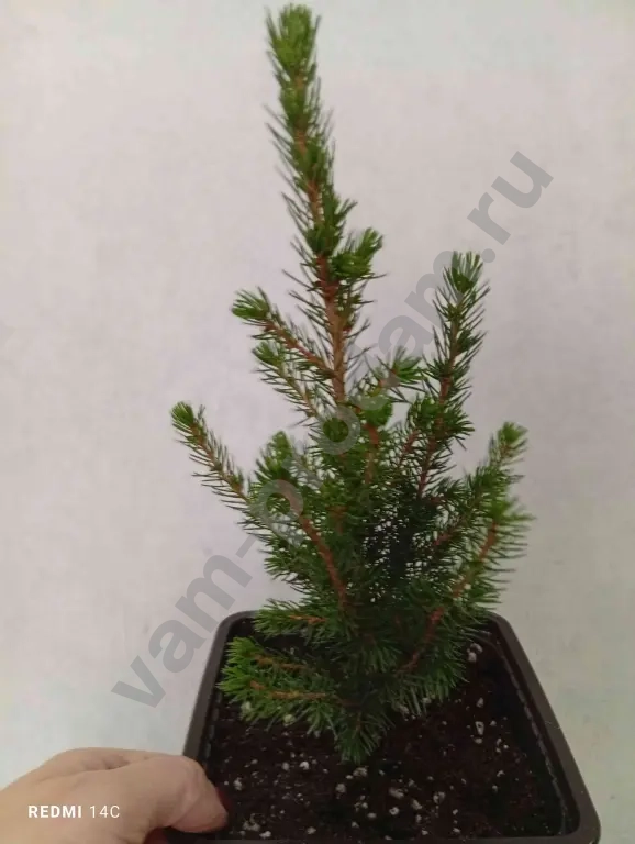 Туя, можжевельник, ель