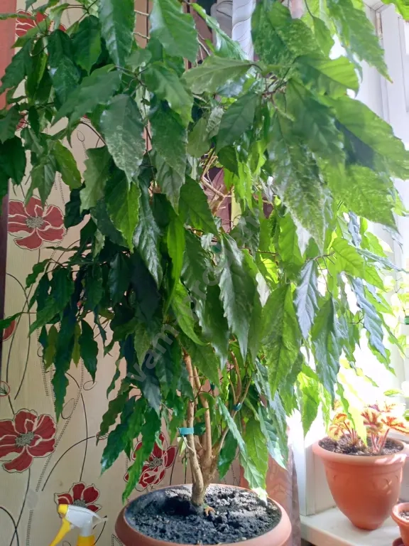 Китайская роза