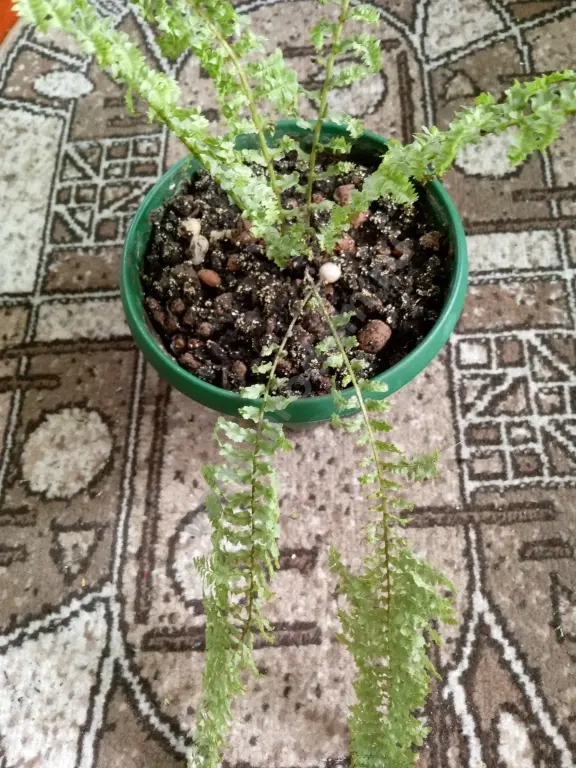 папоротник