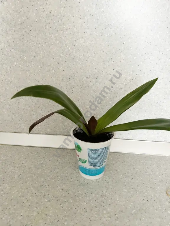 Рео (лодка Моисея)