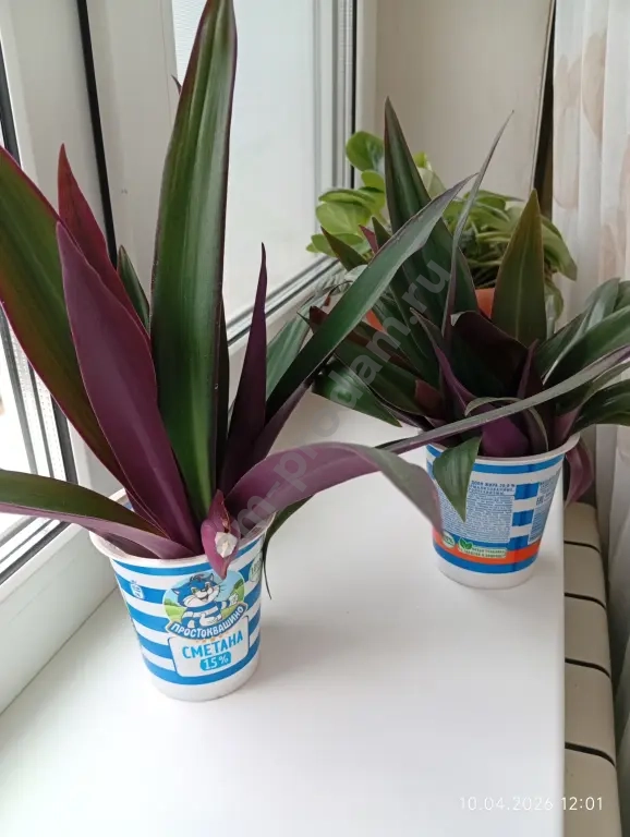 Рео (лодка Моисея)