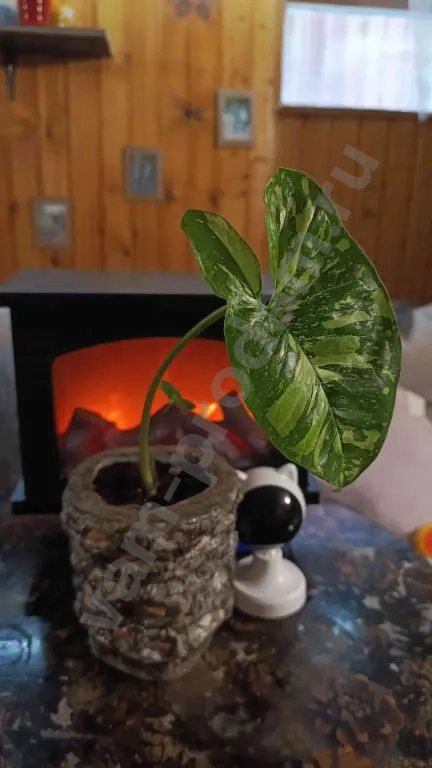 сингониум панда