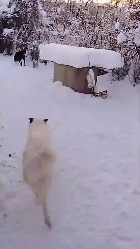 Ромео и Джульетта ответственным хозяевам