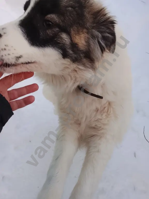 Ромео и Джульетта ответственным хозяевам