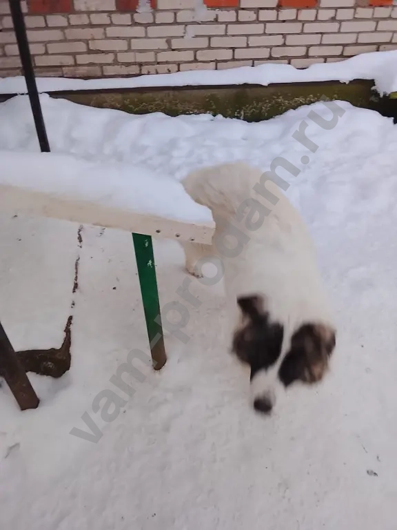 Ромео и Джульетта ответственным хозяевам