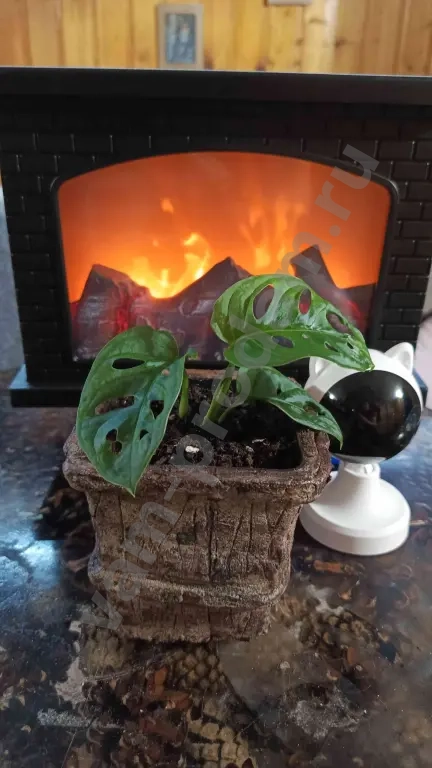 монстера Адансона