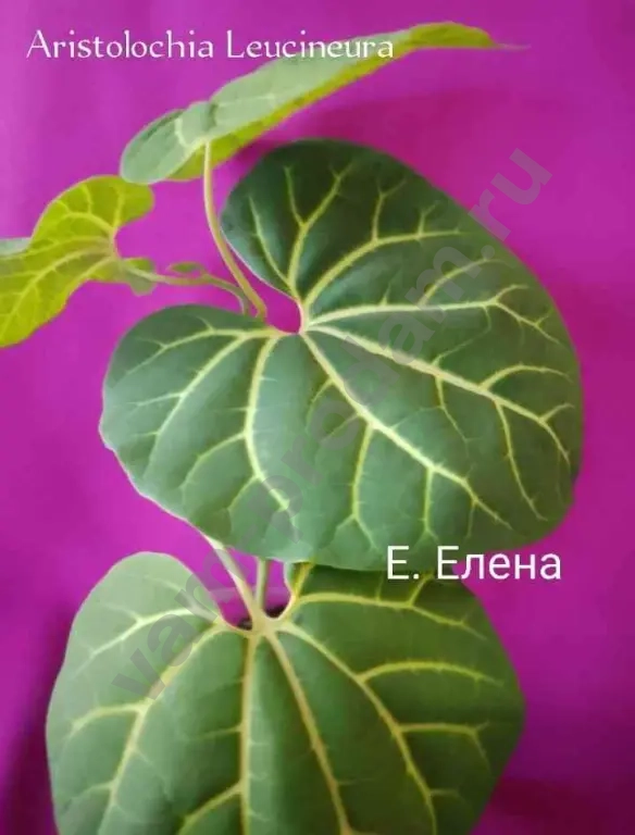 Аристолохии сортовые