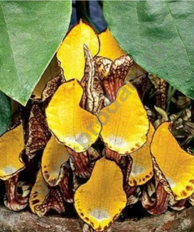 Аристолохии сортовые