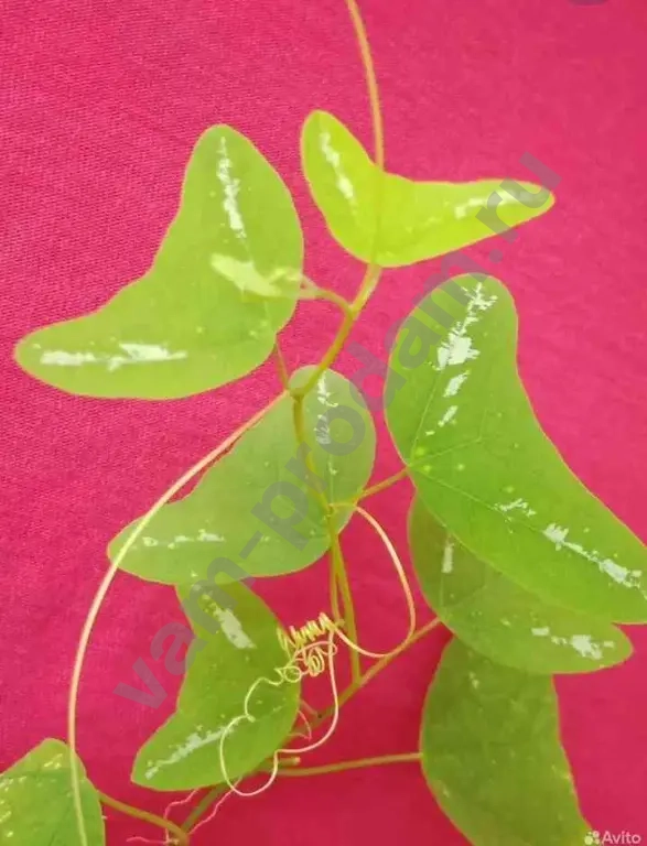 пассифлоры сортовые