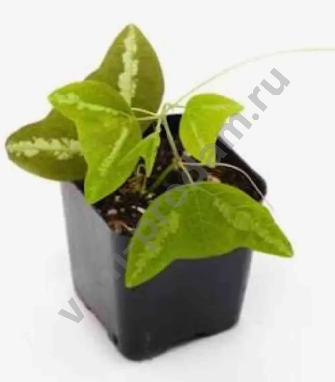 пассифлоры сортовые