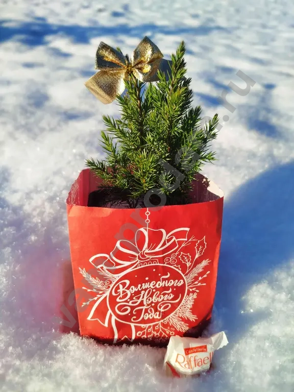 Можжевельник СТРИКТА как подарок