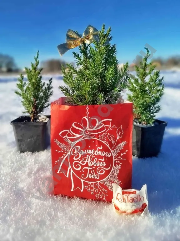 Можжевельник СТРИКТА как подарок