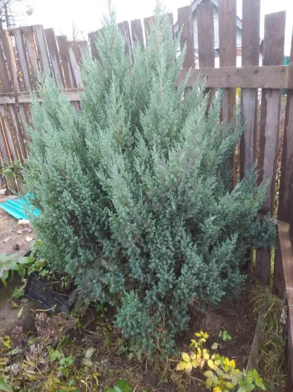 Можжевельник СТРИКТА как подарок