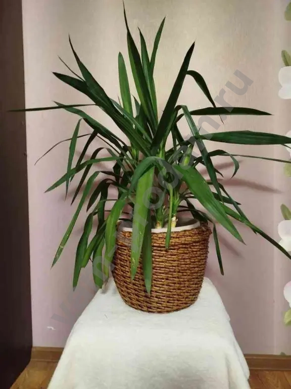 Кашпо handmade из ротанга