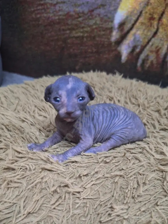 Котята канадский сфинкс.Мальчики и девочки.