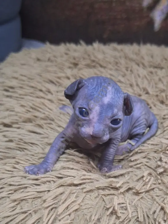 Котята канадский сфинкс.Мальчики и девочки.