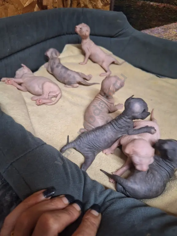 Котята канадский сфинкс.Мальчики и девочки.