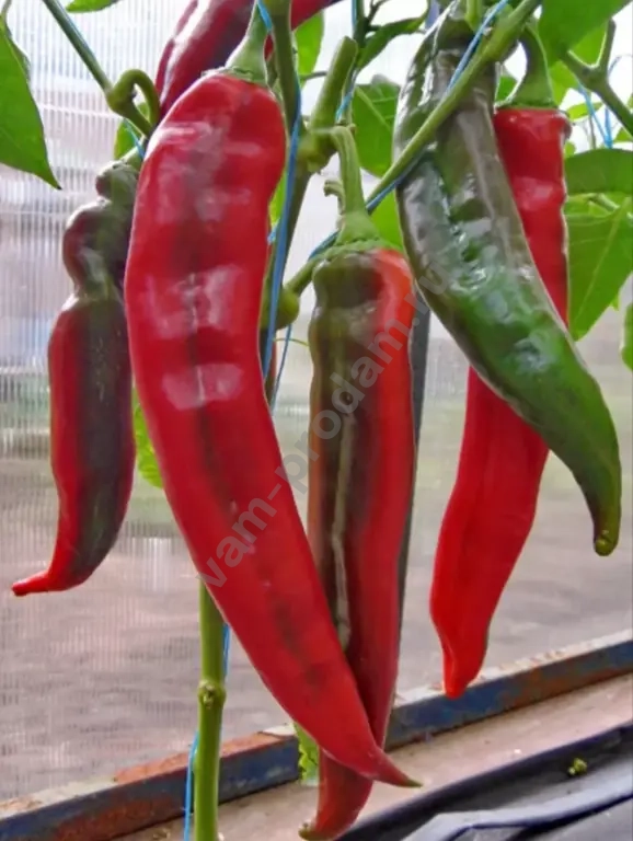 Рассада перца