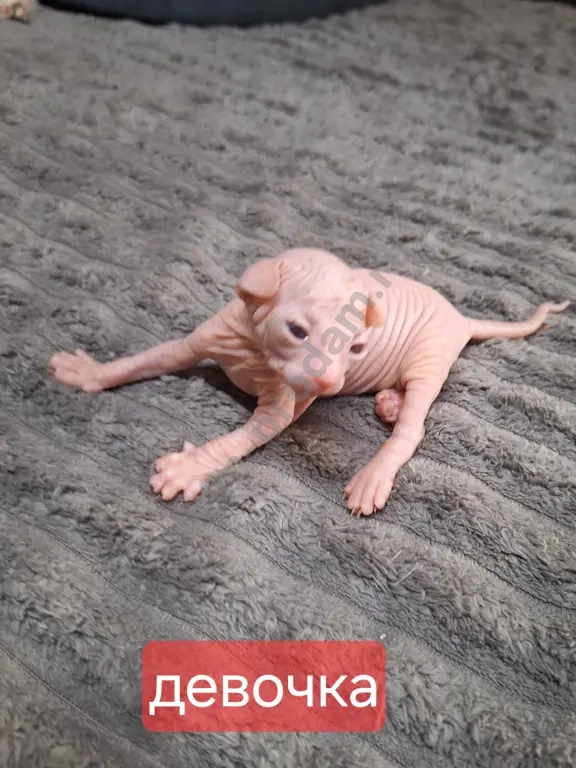 Котята канадский сфинкс.Мальчики и девочки.