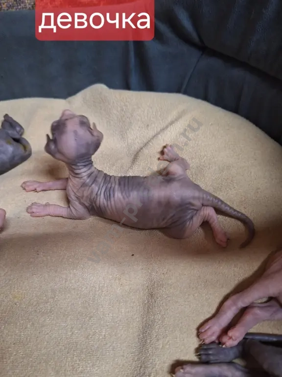 Котята канадский сфинкс.Мальчики и девочки.