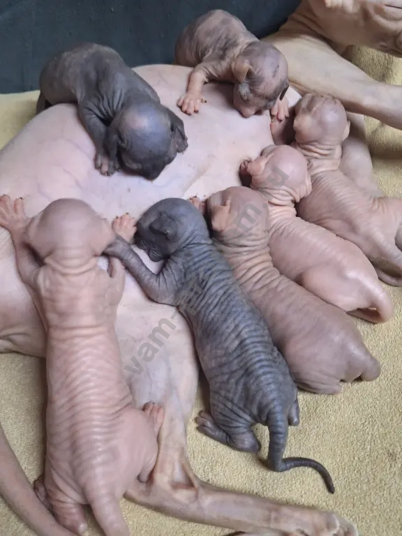 Котята канадский сфинкс.Мальчики и девочки.