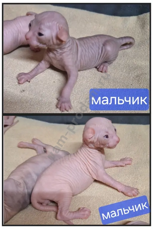 Котята канадский сфинкс.Мальчики и девочки.