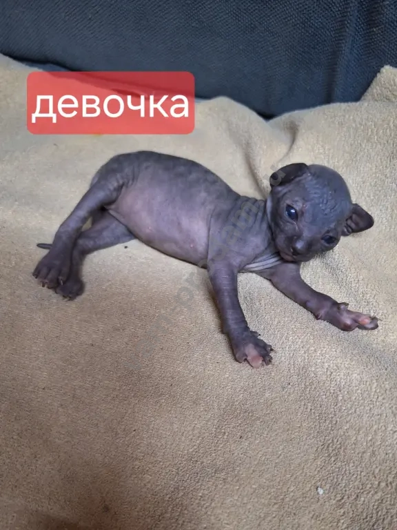 Котята канадский сфинкс.Мальчики и девочки.