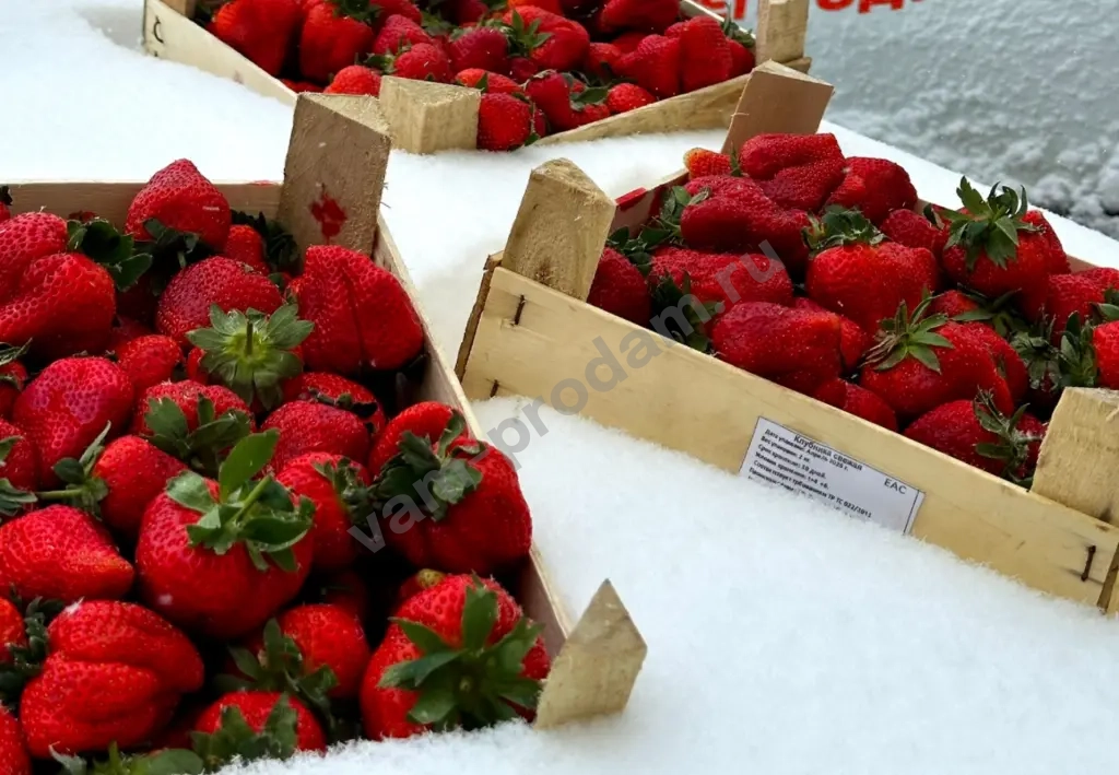 Клубника из Киргизии