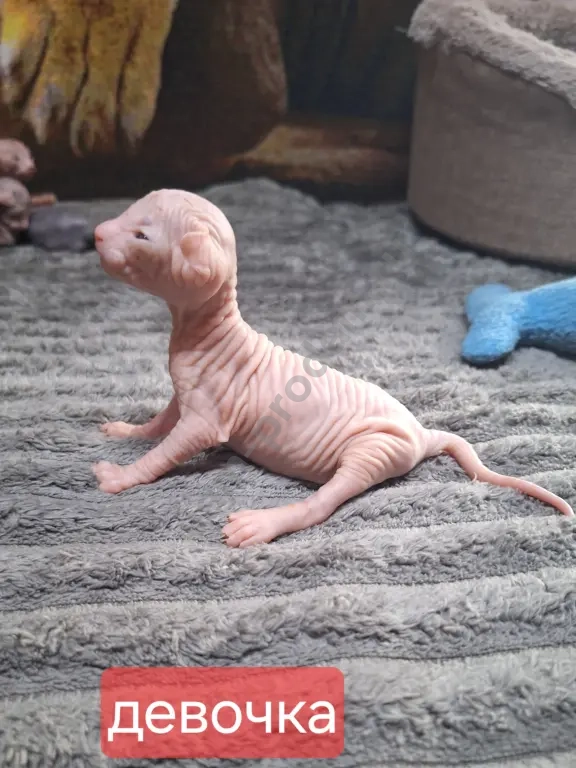 Котята канадский сфинкс.Мальчики и девочки.