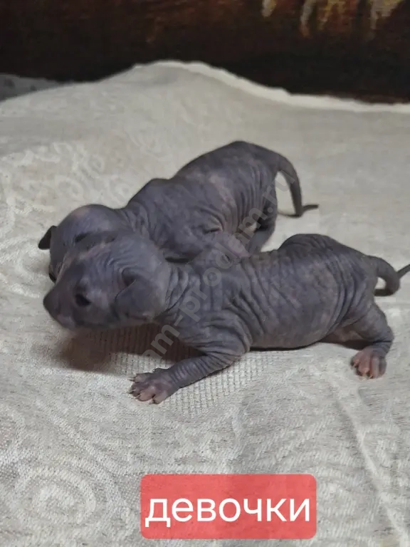 Котята канадский сфинкс.Мальчики и девочки.