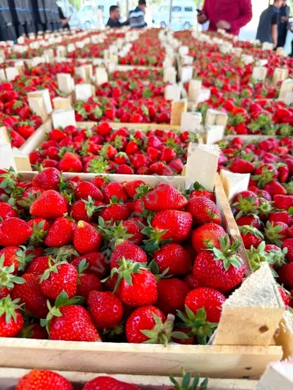 Клубника из Киргизии