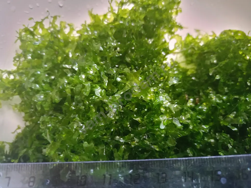 Ломариопсис линеата аквариумное растения