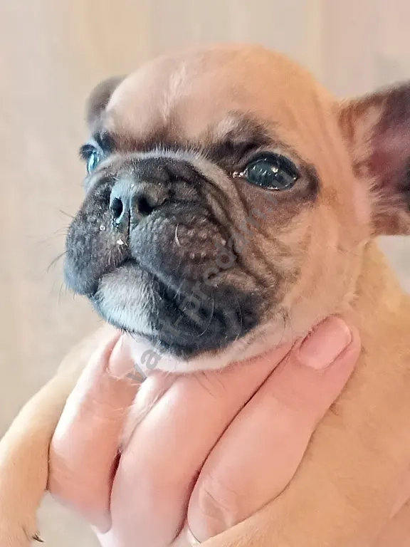 французский бульдог