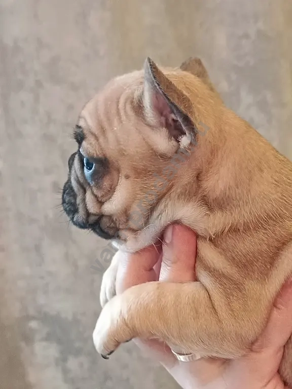 французский бульдог