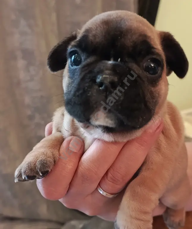 французский бульдог