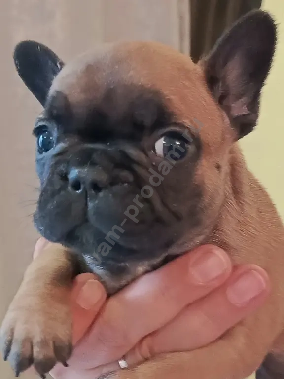 французский бульдог