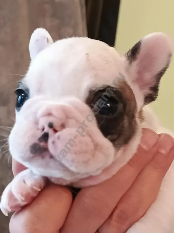 французский бульдог