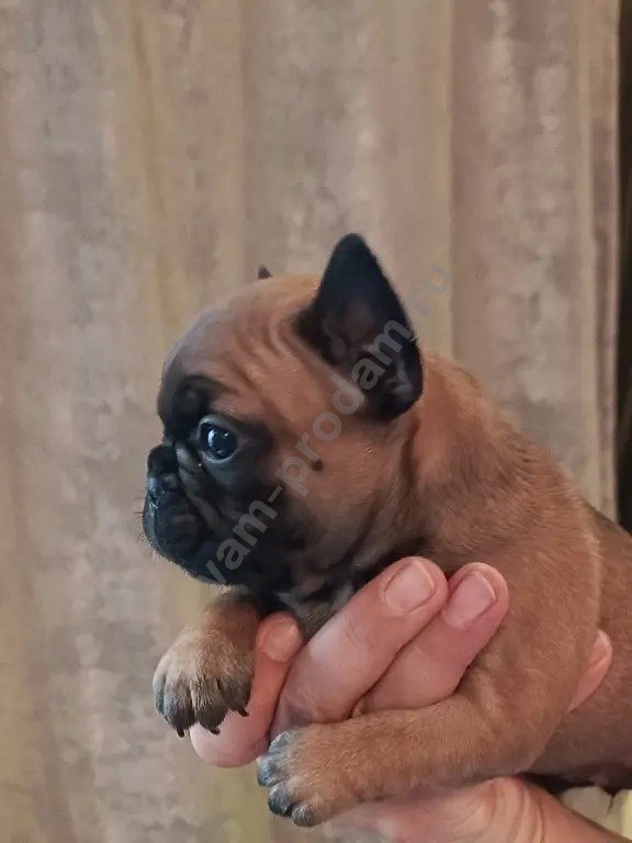 французский бульдог