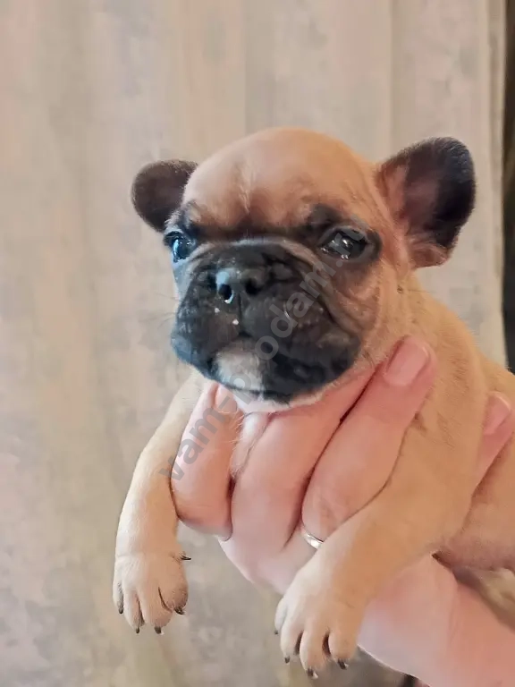 французский бульдог