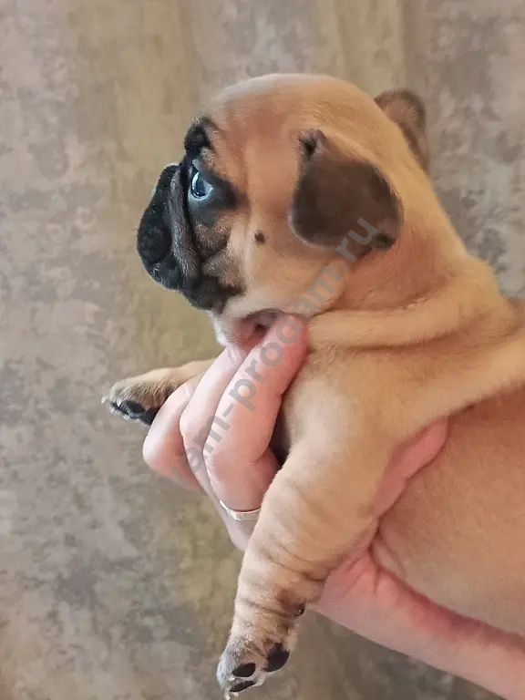 французский бульдог