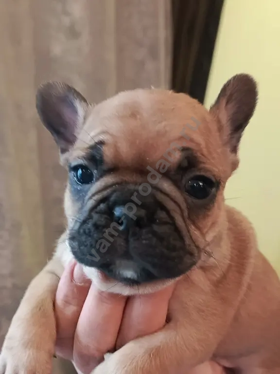 французский бульдог