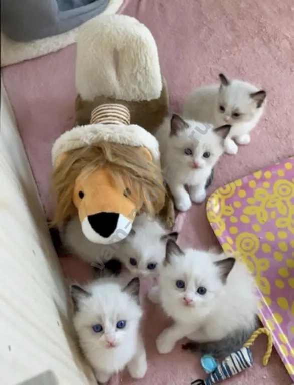 Рэгдолл котята для Вас