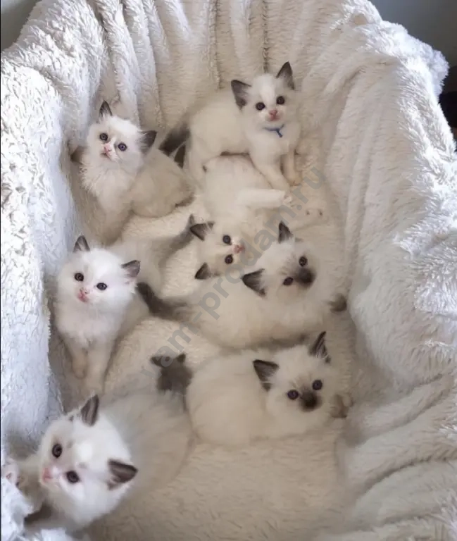 Рэгдолл котята девочки