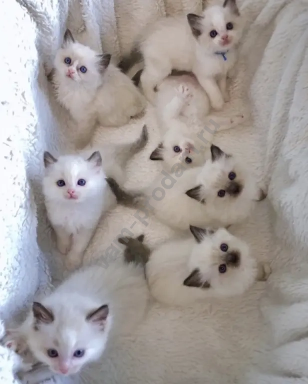 Рэгдолл котята девочки