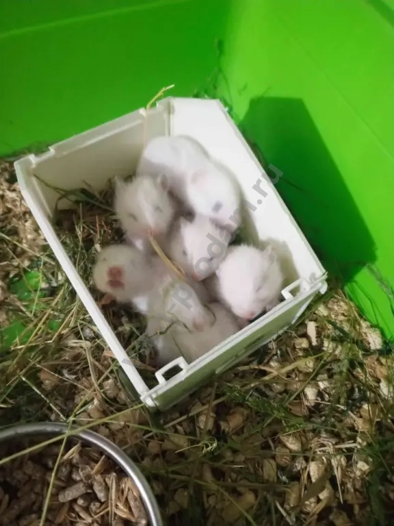 Хомячата