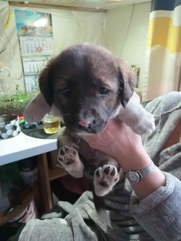 щенки лабрадора помесь