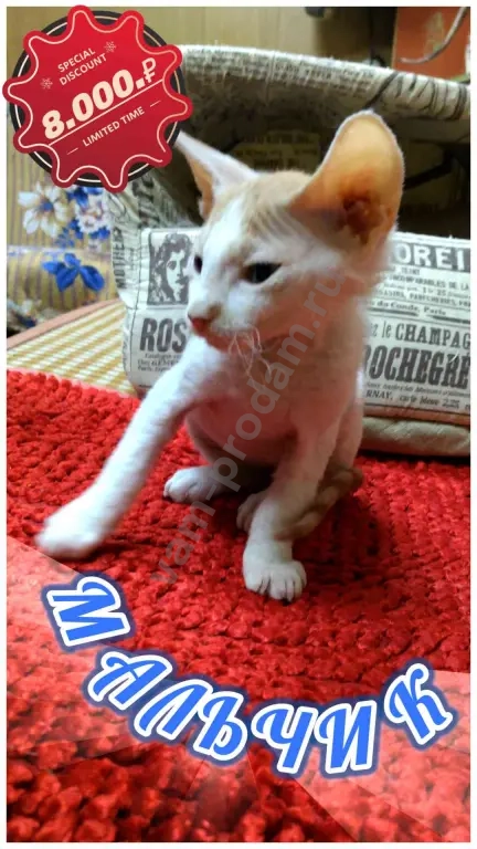 Котята донского сфинкса