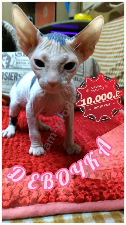 Котята донского сфинкса