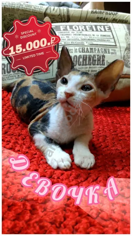 Котята донского сфинкса
